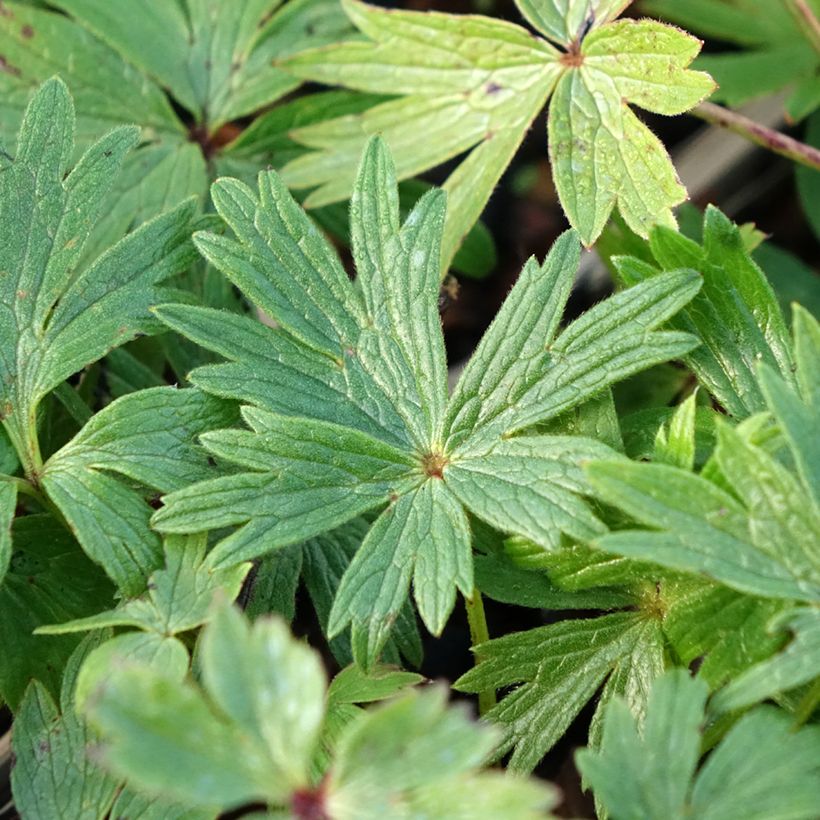 Küchenschelle - Pulsatilla patens (Laub)