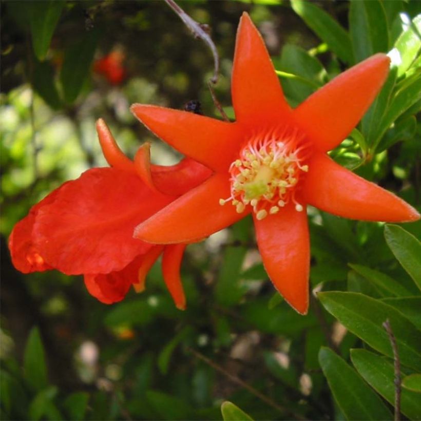 Granatapfelbaum Fina Tendral - Punica granatum (Blüte)