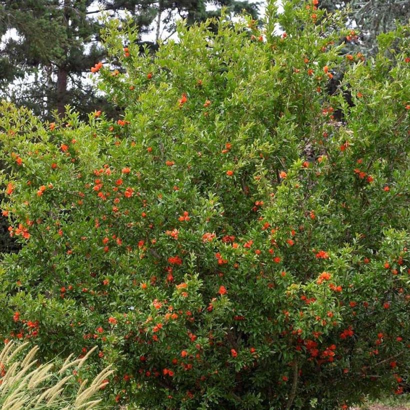 Granatapfelbaum Plena - Punica granatum (Hafen)