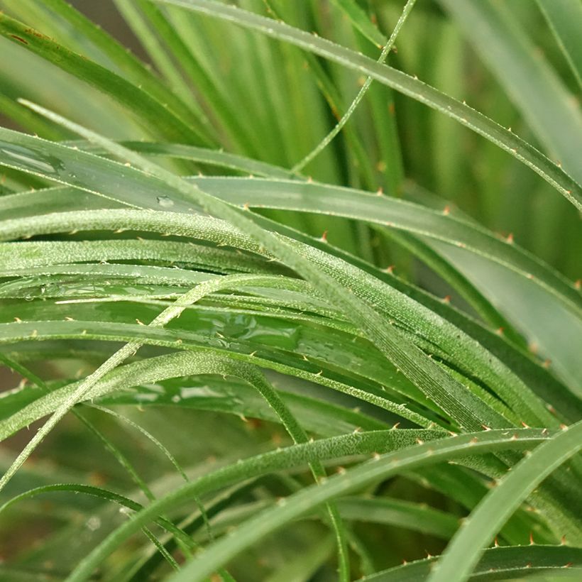 Puya mirabilis (Laub)