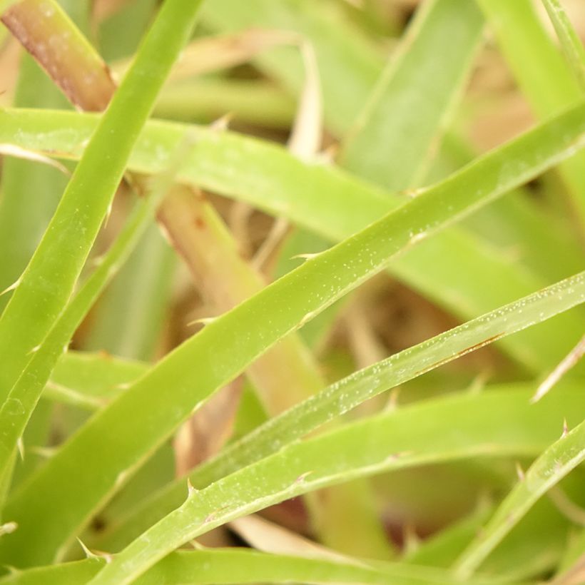 Puya weberbaueri (Laub)