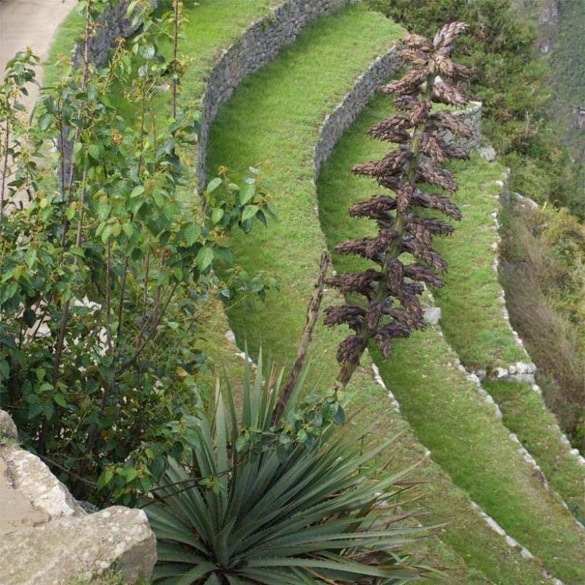 Puya weberbaueri (Hafen)