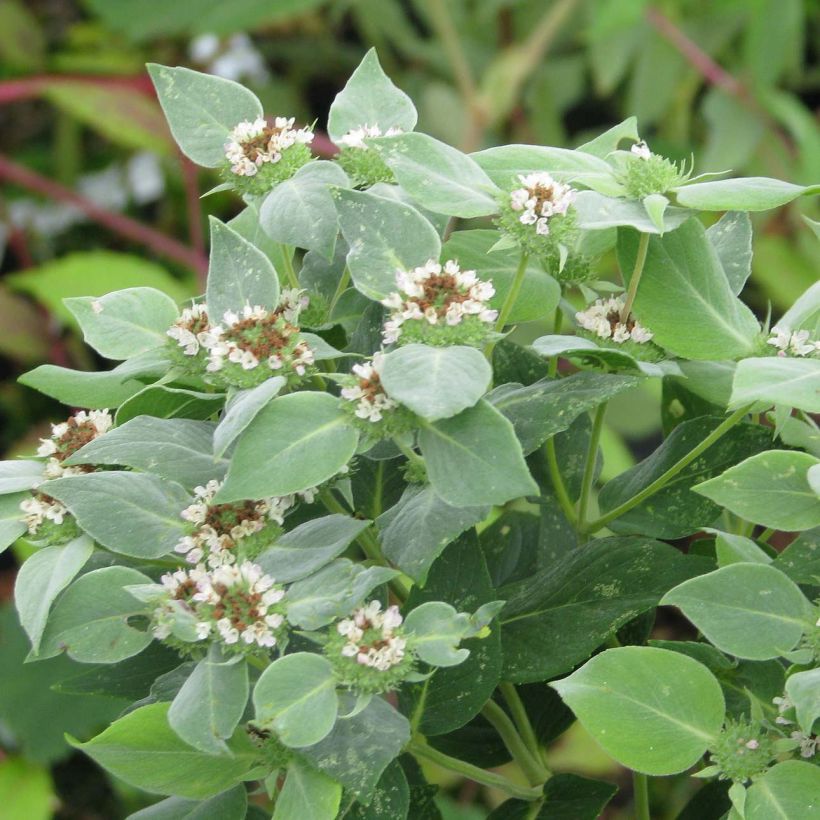 Amerikanische Bergminze - Pycnanthemum muticum (Laub)