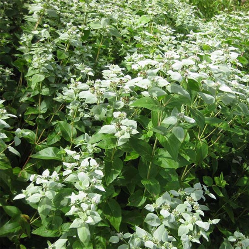 Amerikanische Bergminze - Pycnanthemum muticum (Hafen)