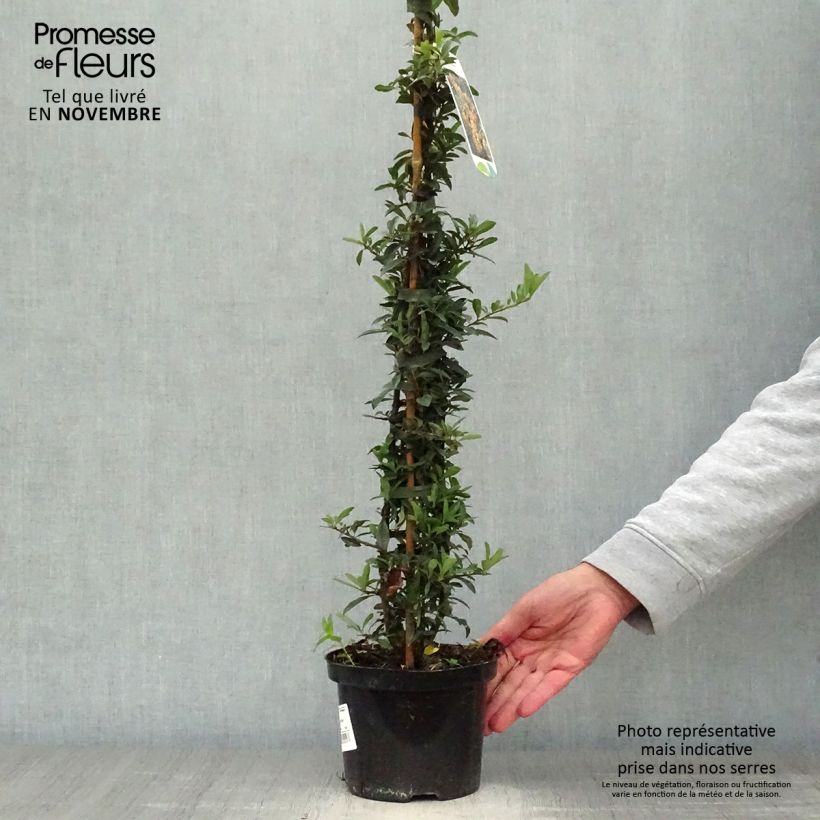 Exemplar von Pyracantha Golden Charmer - Buissont ardent Pot de 2L/3L wie im Herbst geliefert