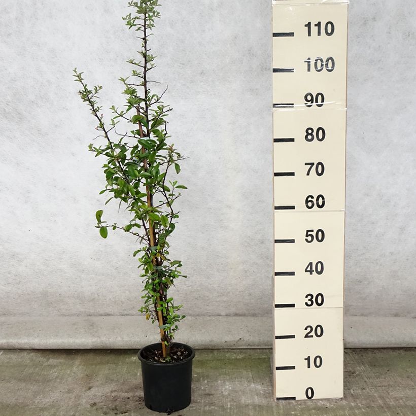 Exemplar von Pyracantha Mohave - Buisson ardent  Pot de 2L/3L wie im Sommer geliefert