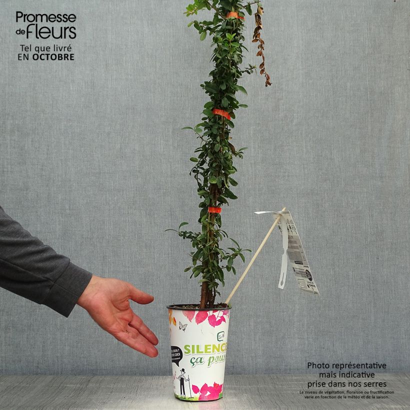 Exemplar von Pyracantha SAPHYR Orange 40/60cm en pot de 2L - Buisson ardent wie im Herbst geliefert