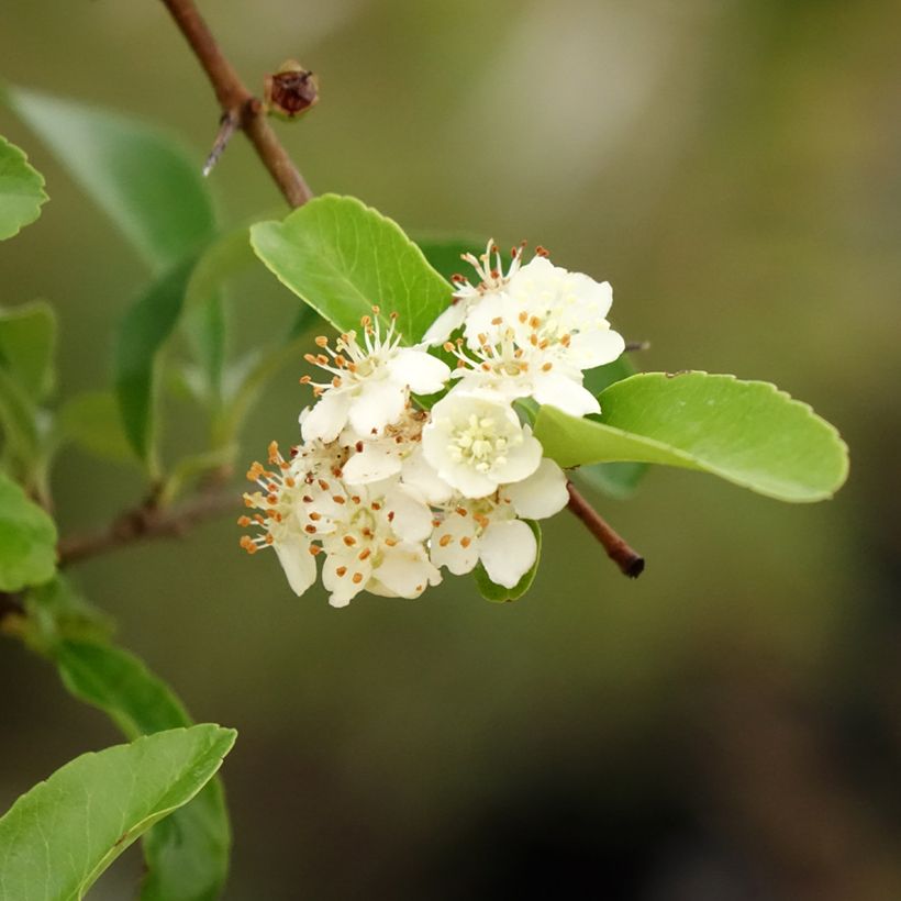 Feuerdorn SAPHYR Orange - Pyracantha coccinea (Laub)