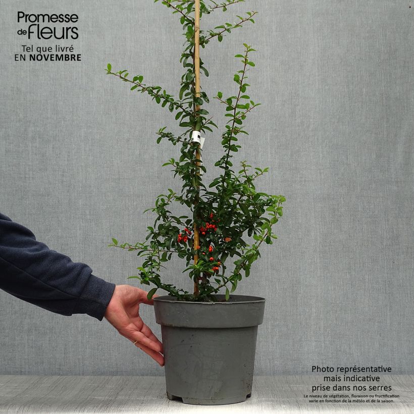 Exemplar von Pyracantha Saphyr Orange 60/80cm en pot de 7.5/10L - Buisson ardent wie im Herbst geliefert