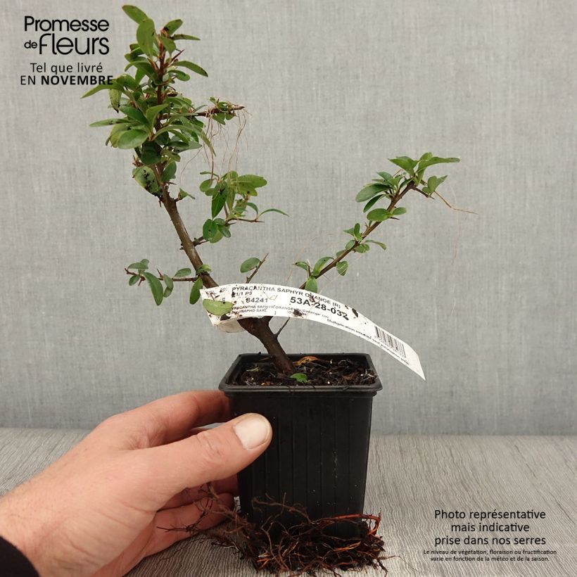 Exemplar von Pyracantha SAPHYR Orange en godet de 9cm - Buisson ardent. wie im Herbst geliefert