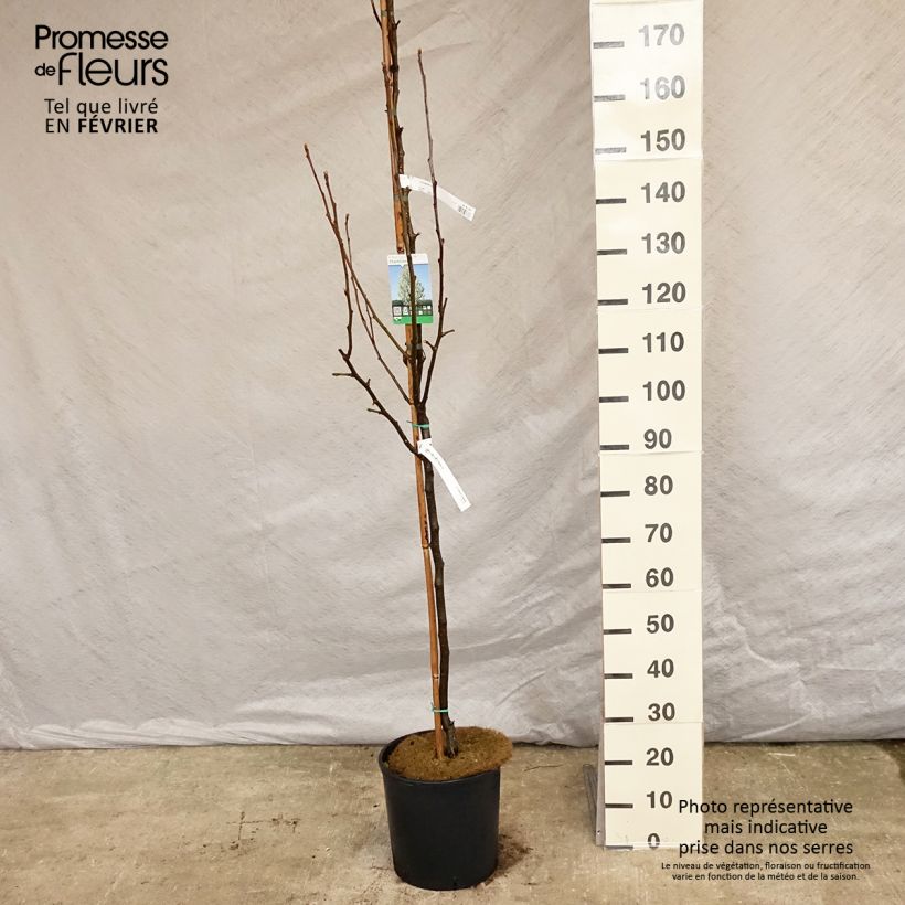 Exemplar von Pyrus calleryana Chanticleer - Poirier d'ornement 175/+cm en pot de 12/15L wie im Winter geliefert