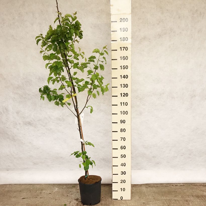 Exemplar von Chinesische Wildbirne Chanticleer - Pyrus calleryana Topf mit 12L/15LGelieferte Höhe ca. 200/210cm wie im Frühjahr geliefert