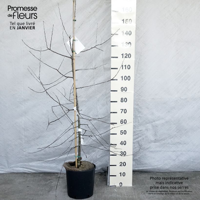 Exemplar von Weidenblättrige Birne Pendula - Pyrus salicifolia wie im Winter geliefert