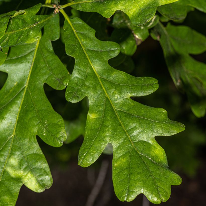 Quercus bimundorum Crimson spire - Säulen-Eiche (Laub)