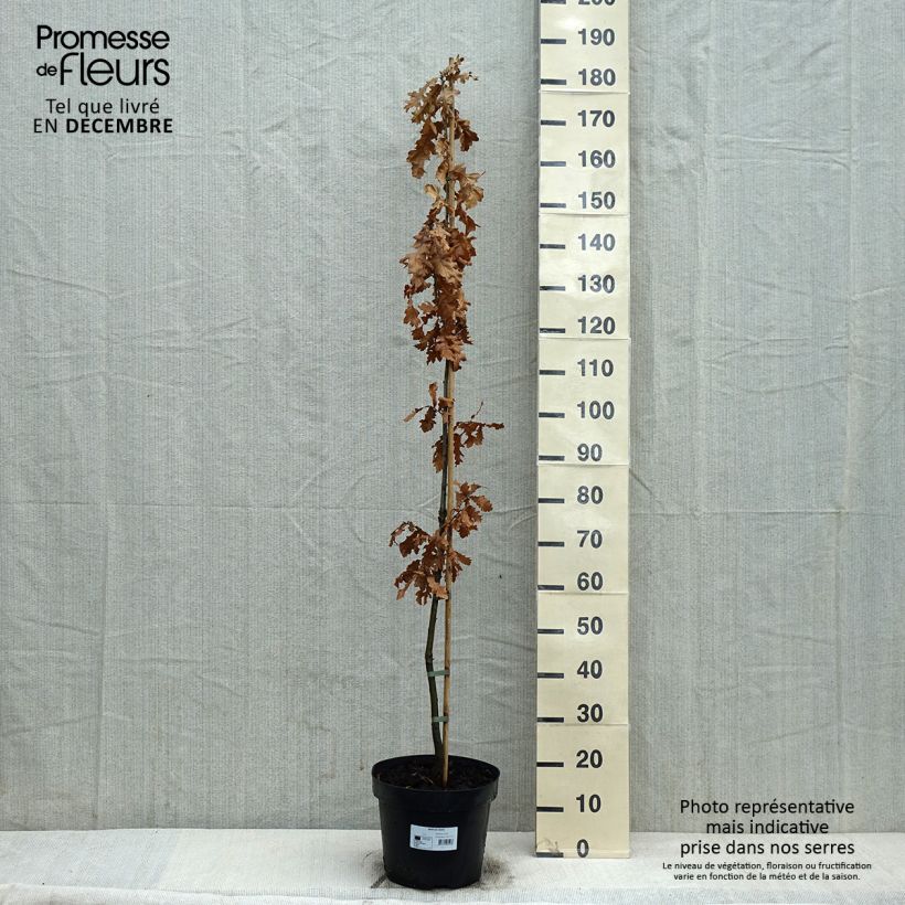 Exemplar von Quercus cerris - Chêne chevelu ou Chêne lombard Pot de 10L wie im Winter geliefert