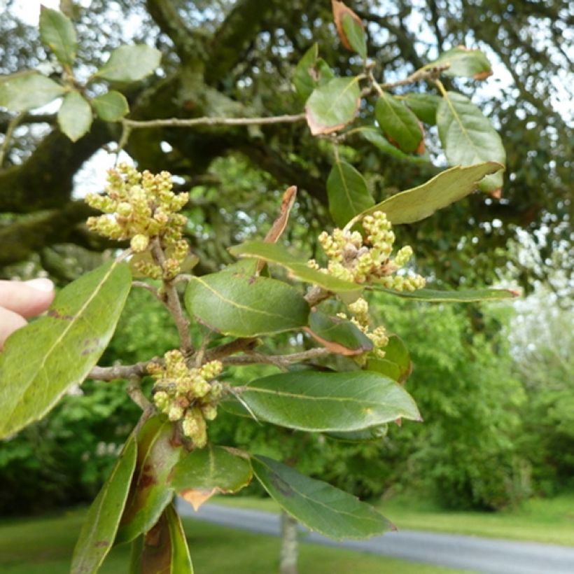 Quercus ilex - Stein-Eiche (Laub)