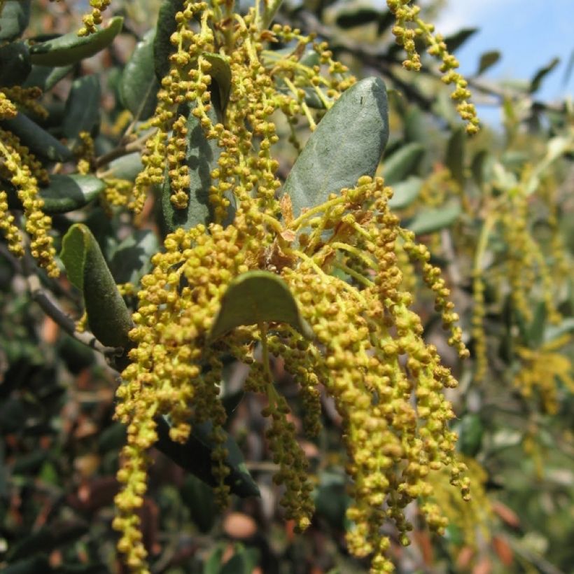 Quercus ilex - Stein-Eiche (Blüte)