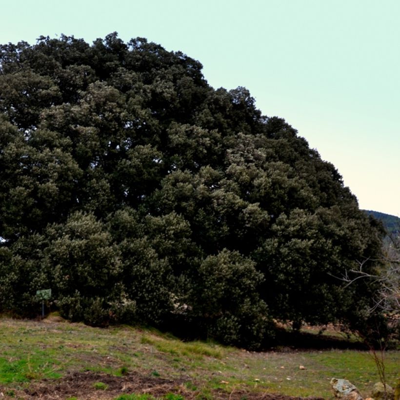 Quercus ilex - Stein-Eiche (Hafen)