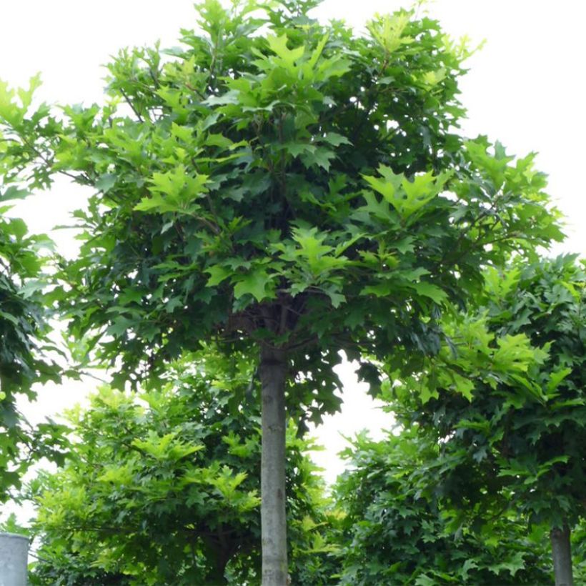 Quercus palustris Green Dwarf - Sumpf-Eiche (Hafen)