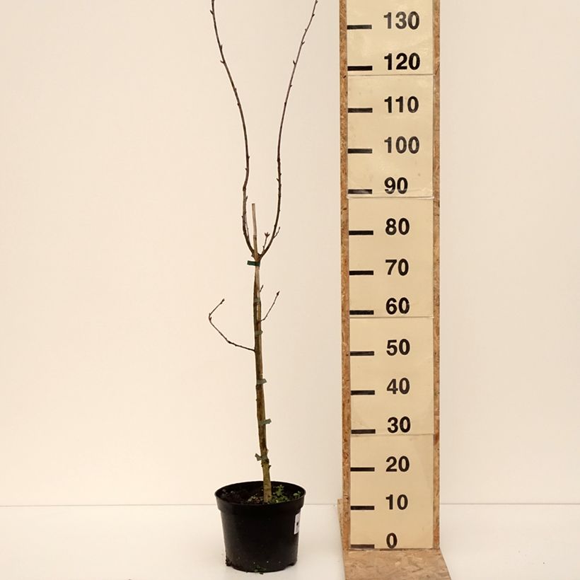 Exemplar von Stiel-Eiche Cucullata - Quercus robur  Topf mit 4L/5LGelieferte Höhe ca. 140/160cm wie im Winter geliefert