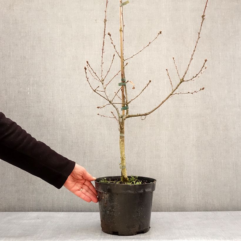 Exemplar von Quercus robur Salicifolia - Stiel-Eiche Topf mit 4L/5LGelieferte Höhe ca. 60/80cm wie im Winter geliefert