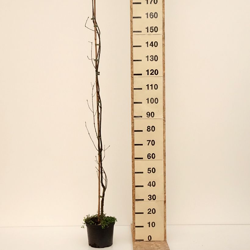 Exemplar von Stiel-Eiche Strypemonde - Quercus robur  Topf mit 4L/5LGelieferte Höhe ca. 180/+cm wie im Winter geliefert