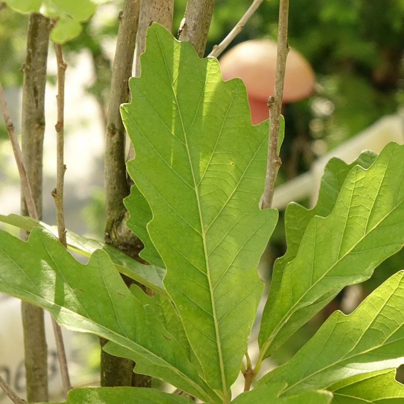 Quercus warei Windcandle - Eiche (Laub)