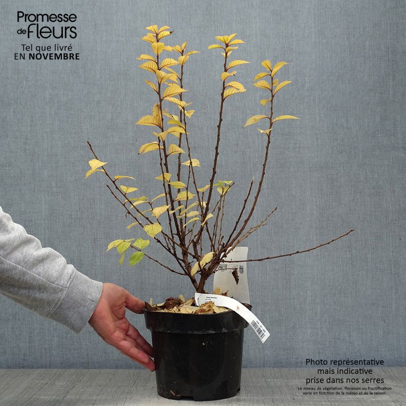 Exemplar von Ragouminier - Prunus tomentosa Pot de 2L/3L wie im Herbst geliefert