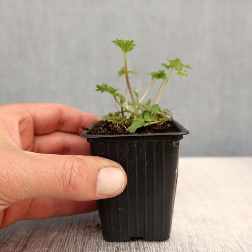 Exemplar von Scharfer Hahnenfuß - Ranunculus acris Kleine Töpfe von 7/8 cm wie im Frühjahr geliefert