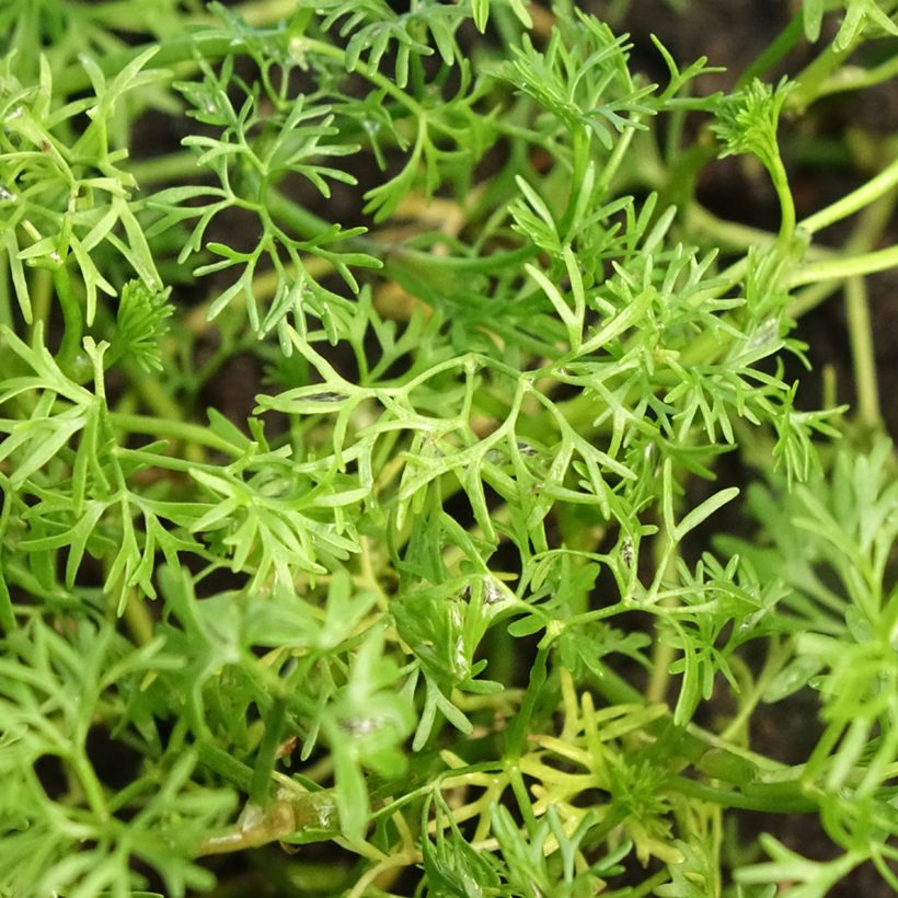 Wasser-Hahnenfuß - Ranunculus aquatilis (Laub)