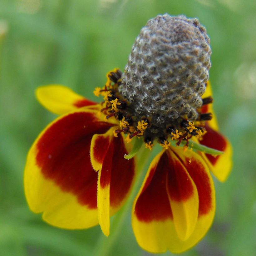 Ratibida columnifera Pulcherrima - Präriesonnenhut (Blüte)