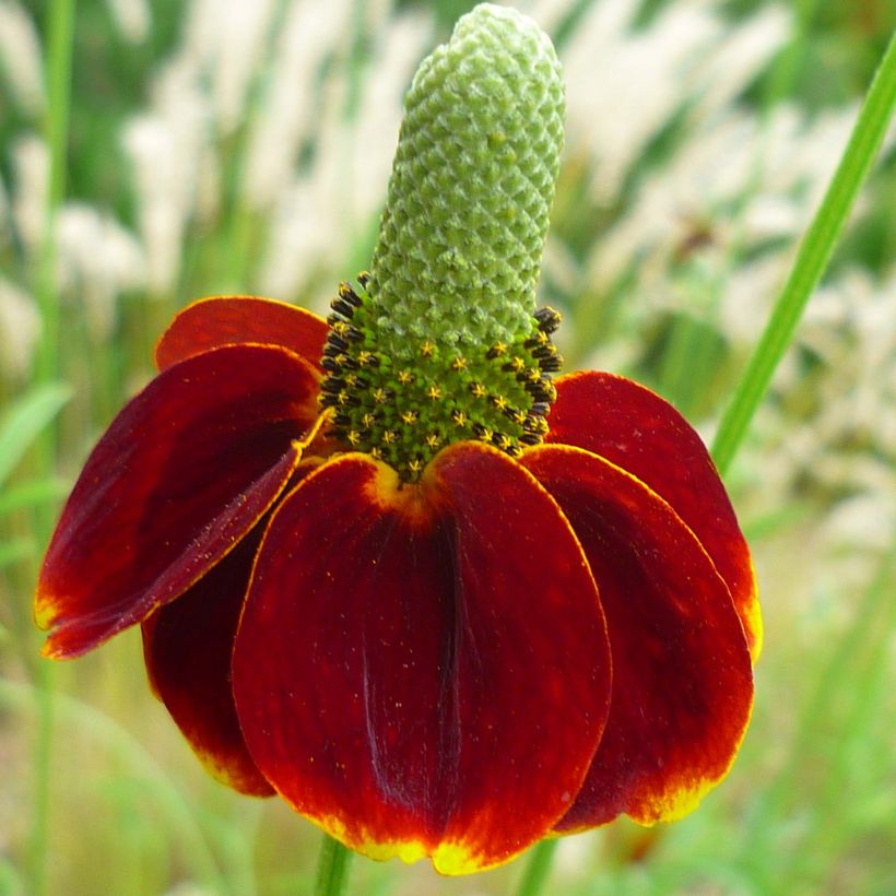 Ratibida columnifera Red Midget - Präriesonnenhut (Blüte)