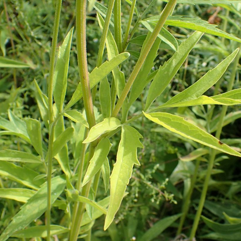 Ratibida pinnata - Präriesonnenhut (Laub)