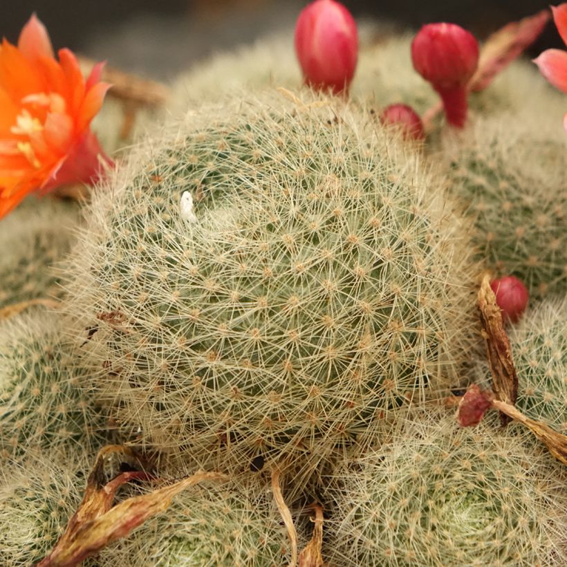 Rebutia sp. - Rebutie (Laub)