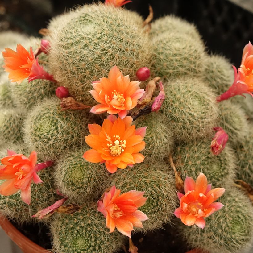 Rebutia sp. - Rebutie (Blüte)