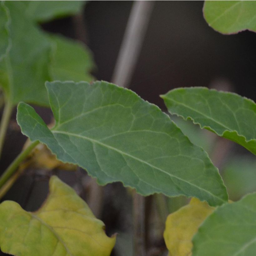 Fallopia aubertii - Schling-Knöterich (Laub)