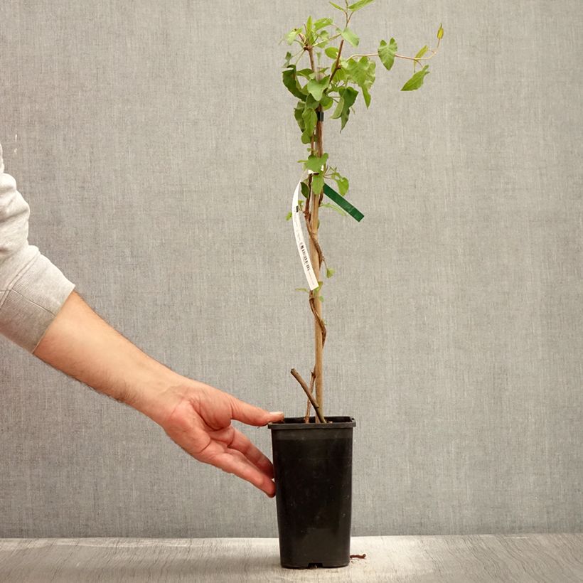 Exemplar von Renouée grimpante - Fallopia aubertii len pot de 1,5L wie im Herbst geliefert