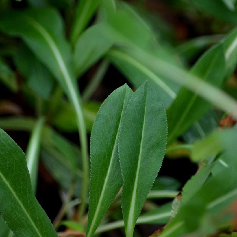 Schneckenknöterich Donald Lowndes - Persicaria affinis (Laub)