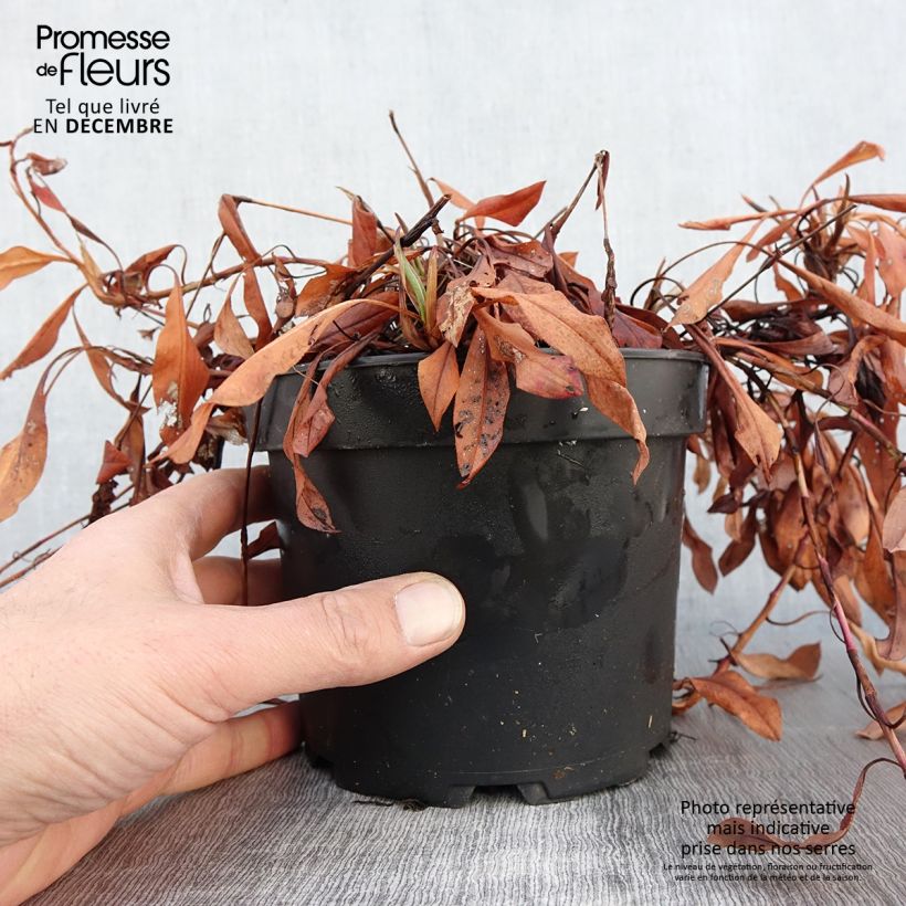 Exemplar von Renouée - Persicaria affinis Kabouter en pot de 2L/3L wie im Herbst geliefert