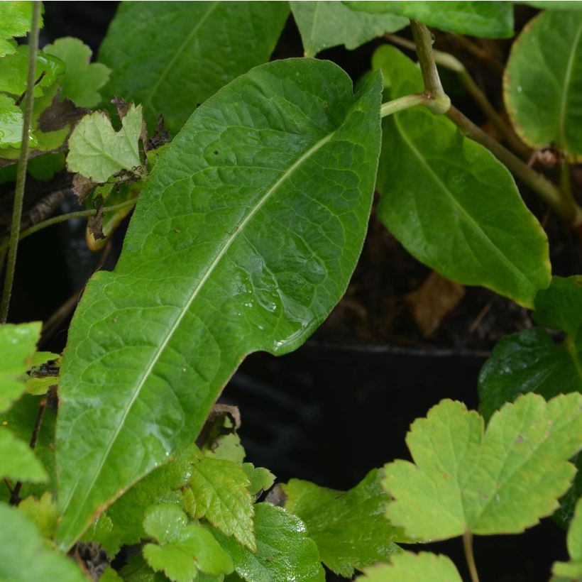 Kerzenknöterich Alba - Bistorta amplexicaulis (Laub)