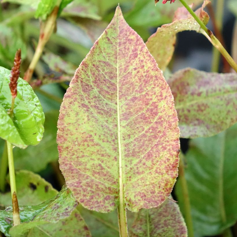 Kerzenknöterich Black Dreams - Bistorta amplexicaulis (Laub)