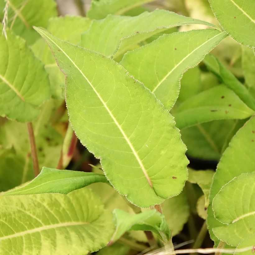 Kerzenknöterich Bloody Mary - Bistorta amplexicaulis (Laub)