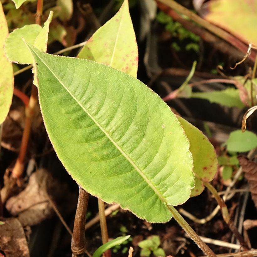 Kerzenknöterich High Society - Bistorta amplexicaulis (Laub)