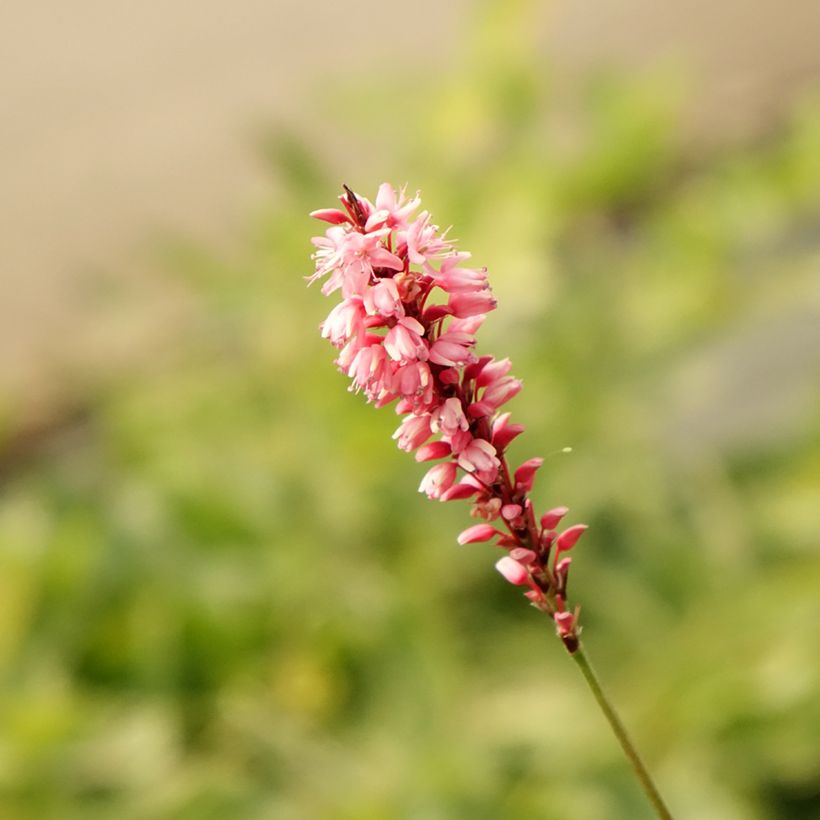 Kerzenknöterich High Society - Bistorta amplexicaulis (Blüte)