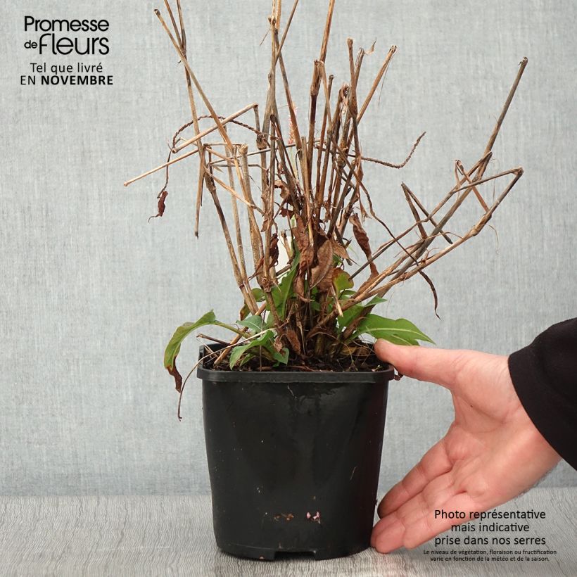 Exemplar von Renouée - Persicaria amplexicaulis Pink Elephant pot de 1.5L/2L wie im Herbst geliefert