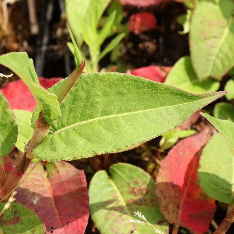 Kerzenknöterich Vesuvius - Bistorta amplexicaulis (Laub)