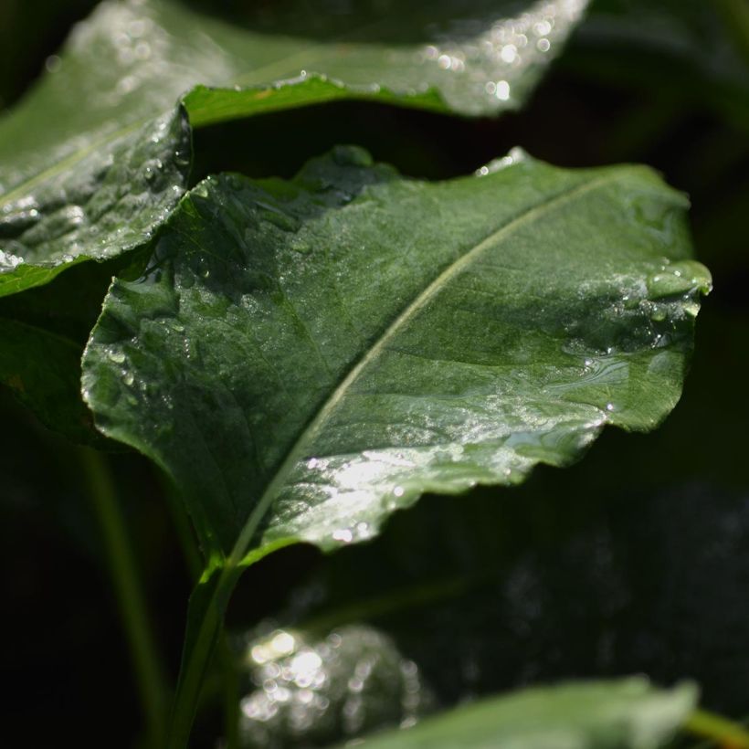 Schlangenwurz Superba - Persicaria officinalis (Laub)