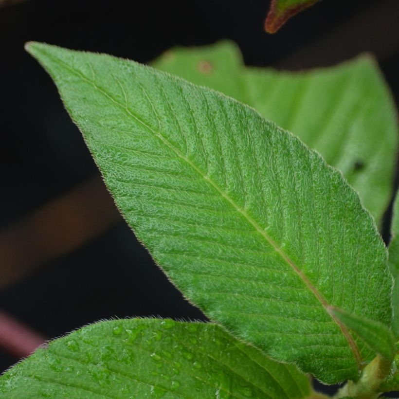 Himalaja-Glocken-Knöterich - Persicaria campanulata (Laub)