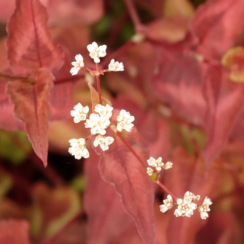 Kleinköpfiger Knöterich Red Dragon - Persicaria microcephala (Laub)