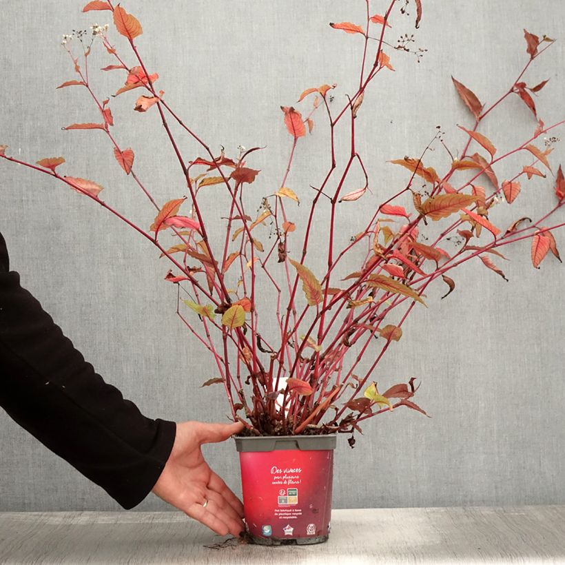 Exemplar von Renouée - Persicaria micro. Red Dragon - Pot de 1.5L/2L wie im Herbst geliefert